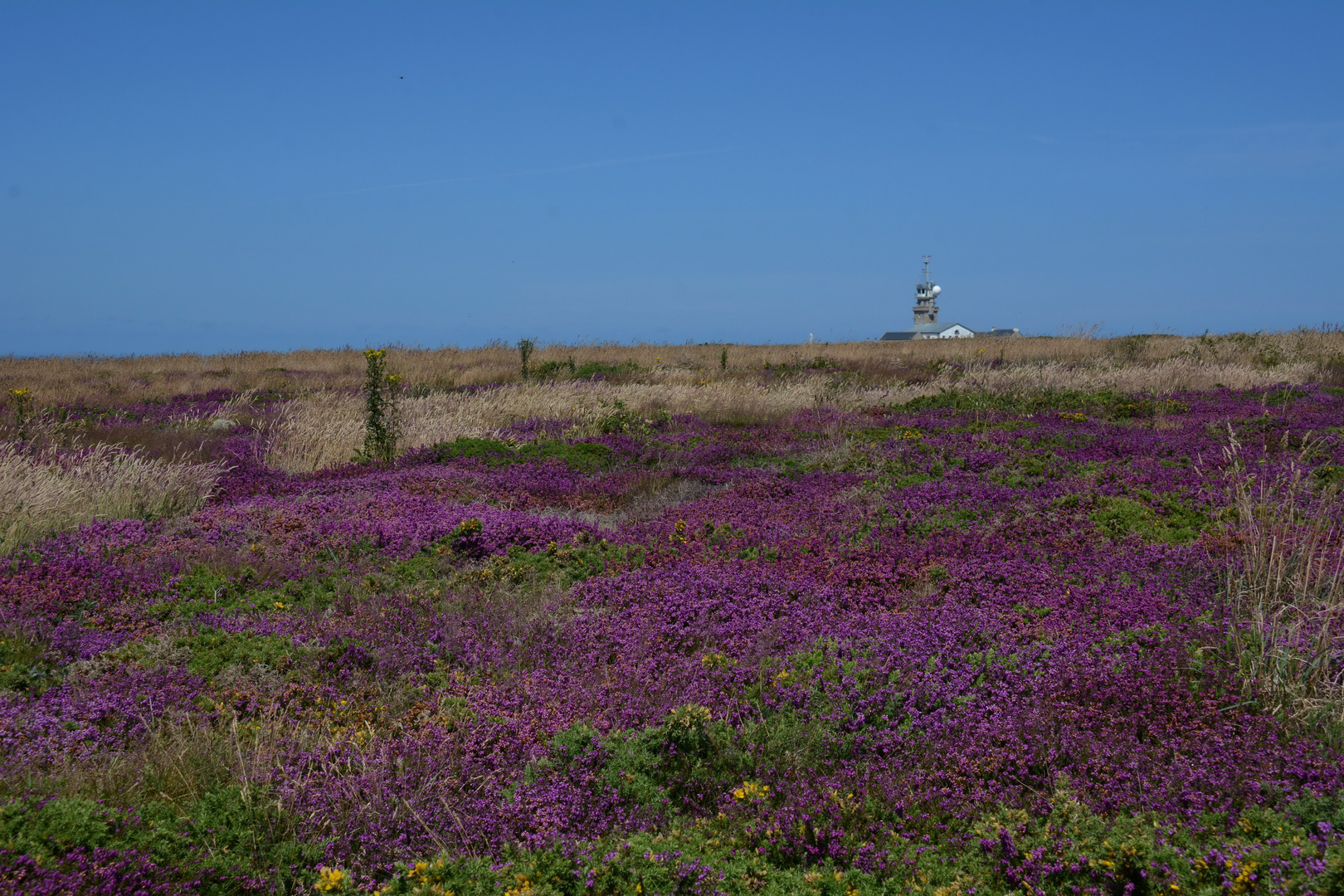 die Heide blüht