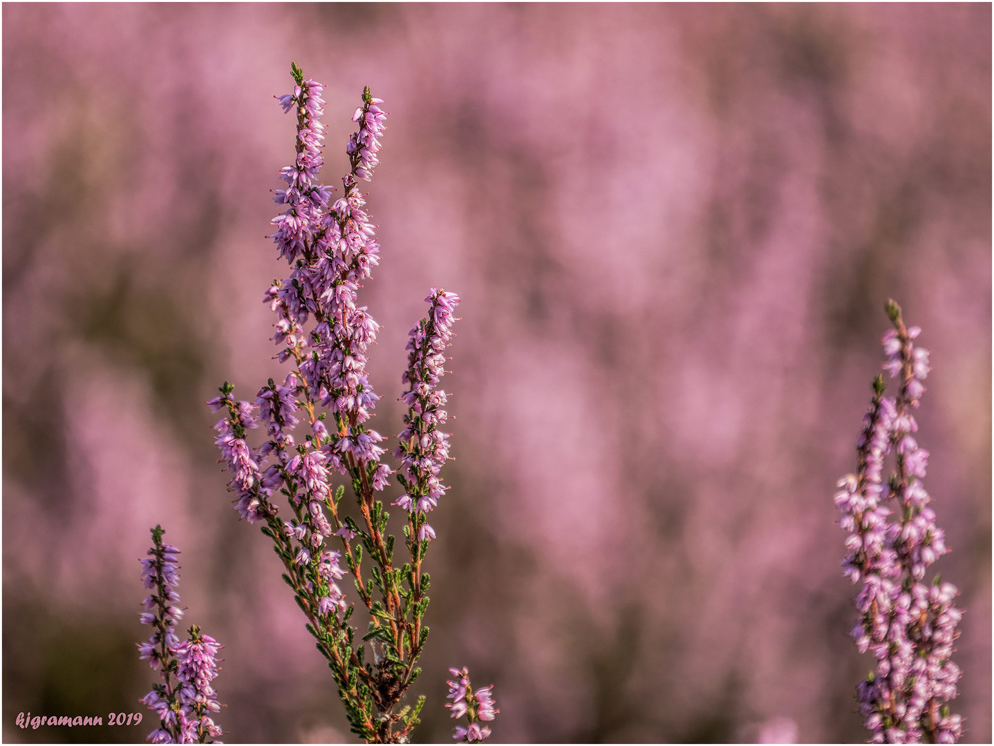 die heide blüht.... Foto & Bild violett, heidekraut, wahner heide