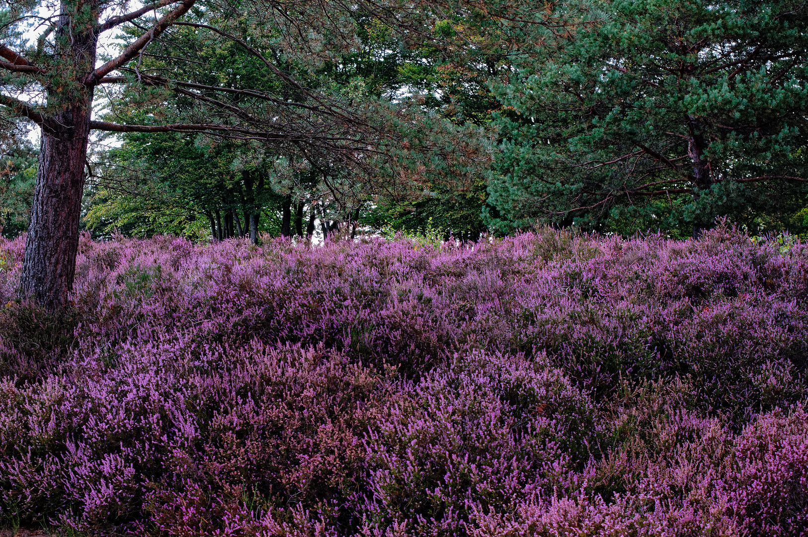 Die Heide blüht