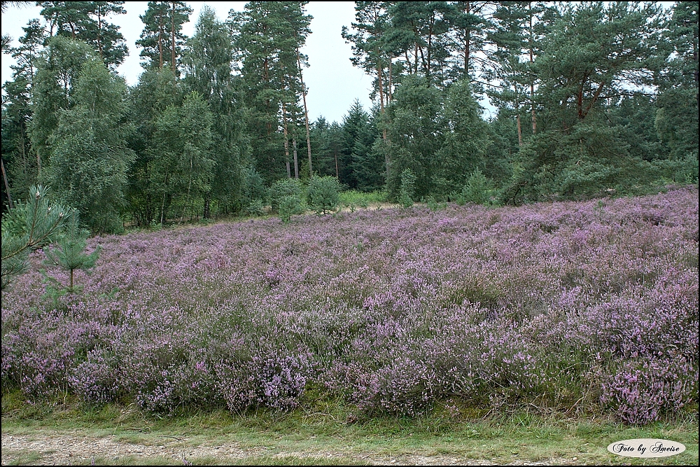 Die Heide blüht