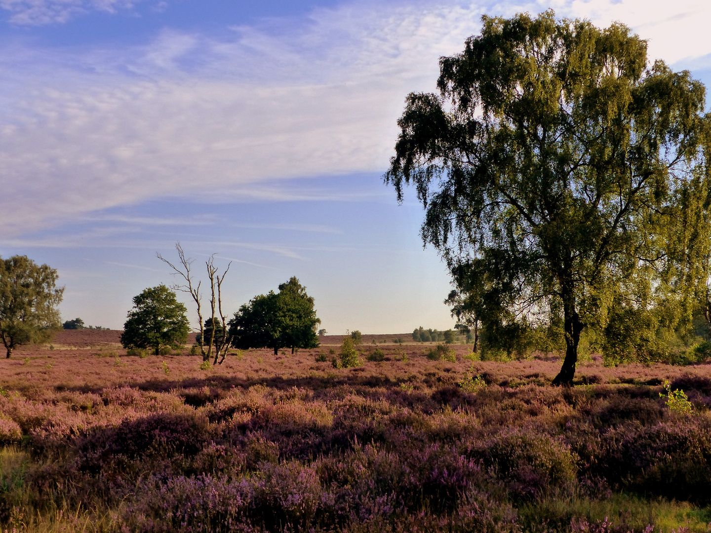 Die Heide blüht 