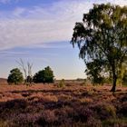 Die Heide blüht 