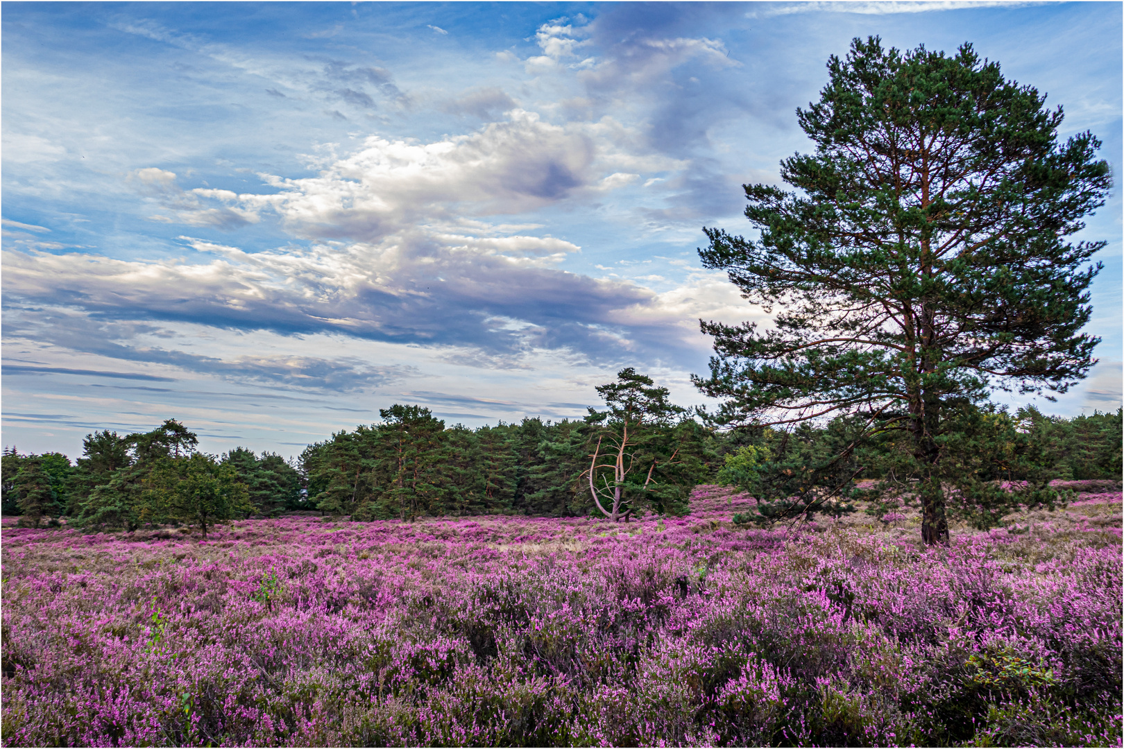 Die Heide blüht