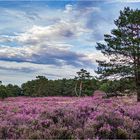 Die Heide blüht