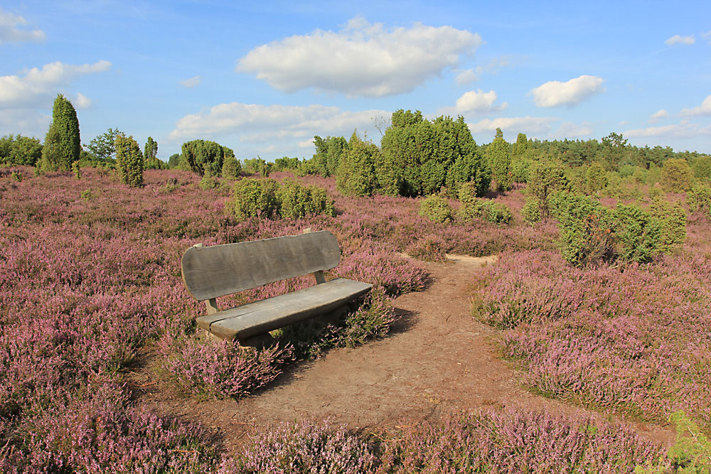 Die Heide blüht