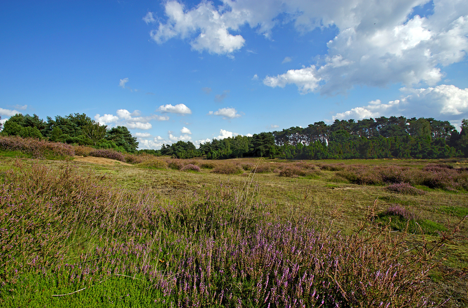 "Die Heide blüht".