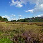 "Die Heide blüht".