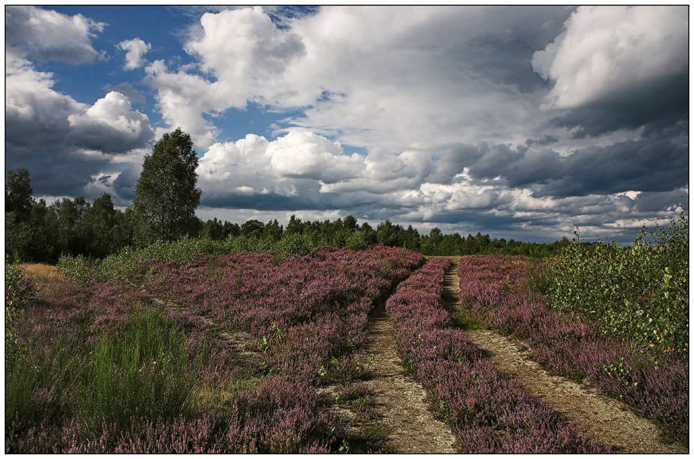 die Heide blüht