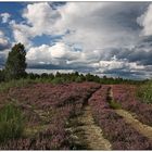 die Heide blüht