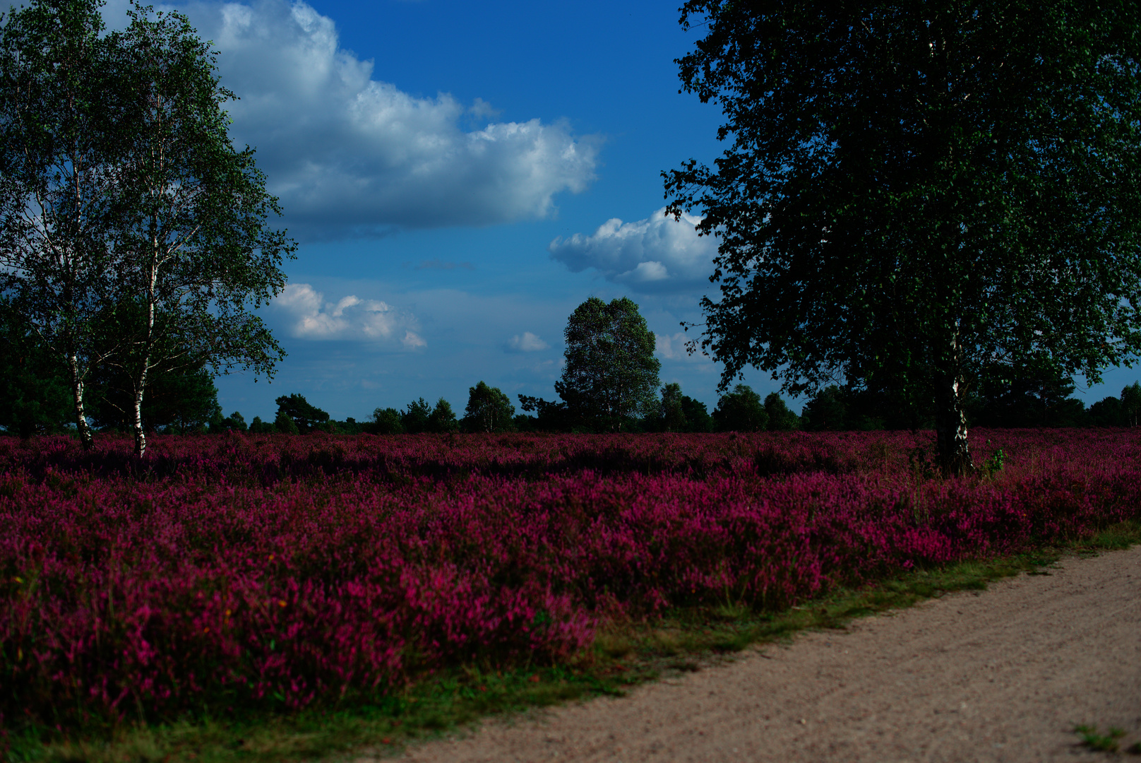 die Heide blüht