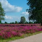 die Heide blüht