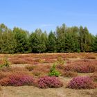 Die Heide blüht!