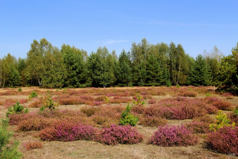 Die Heide blüht!