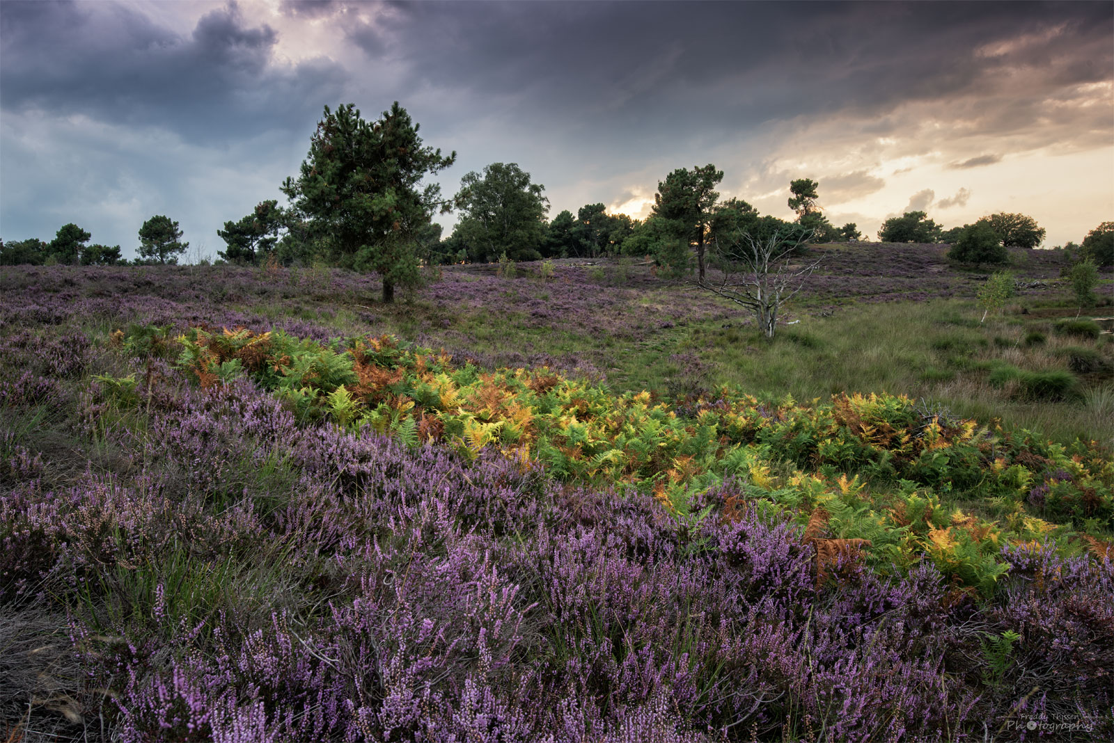 Die Heide blüht