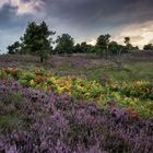 Die Heide blüht