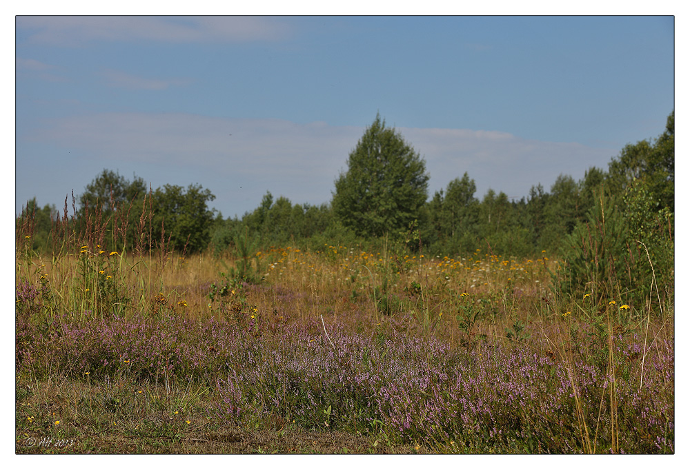 Die Heide blüht