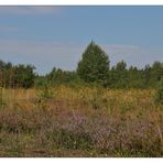 Die Heide blüht