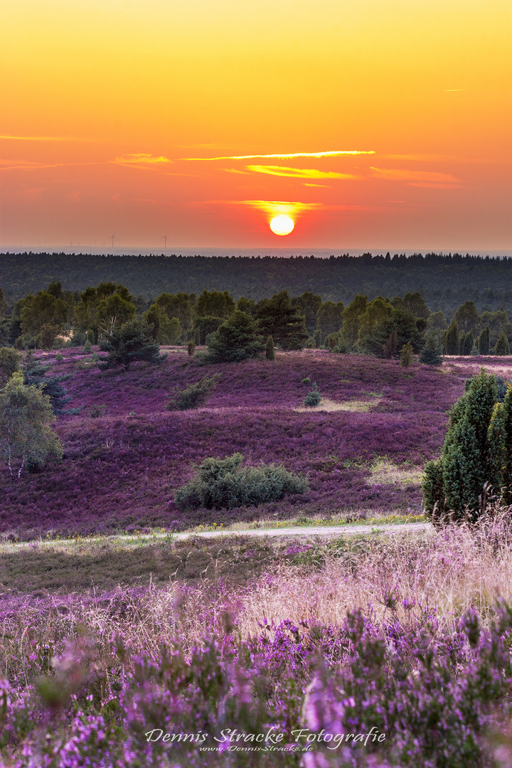 Die Heide Blüht