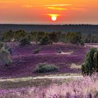 Die Heide Blüht