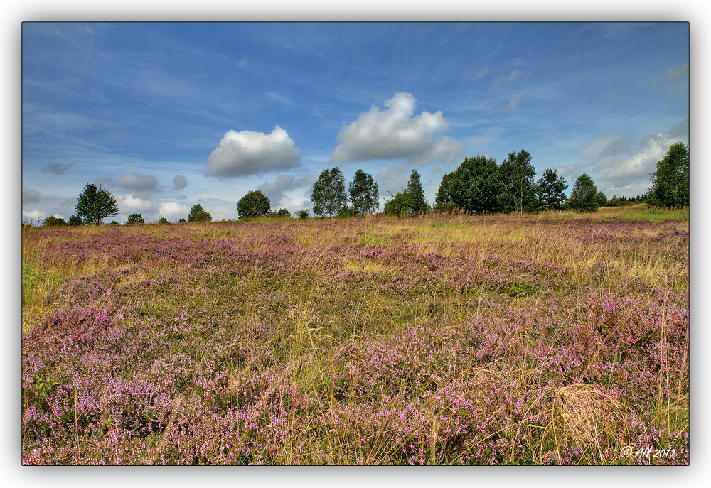 Die Heide blüht...! ;-)