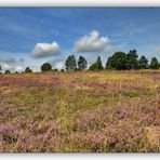 Die Heide blüht...! ;-)