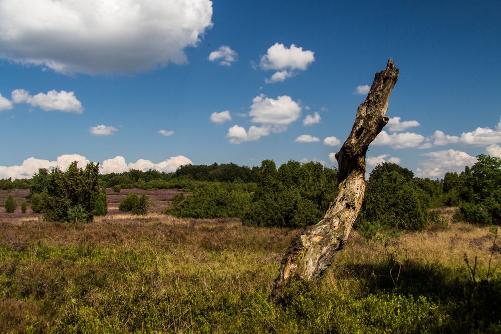 Die Heide blüht, der Baum wohl nie mehr