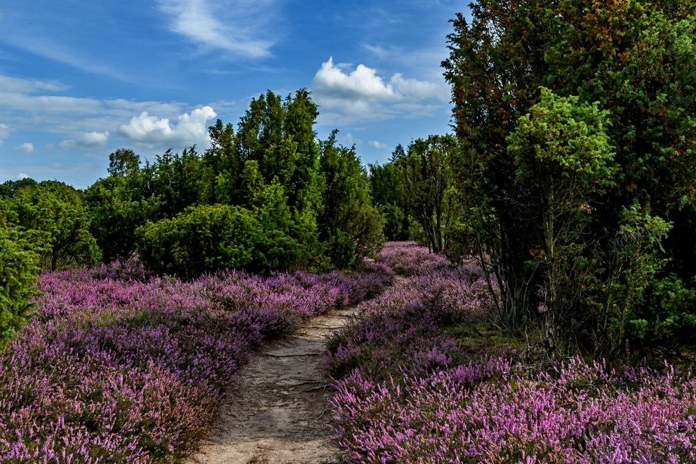 Die Heide blüht Foto & Bild landschaft, heide, lüneburger heide