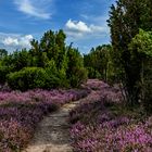 Die Heide blüht