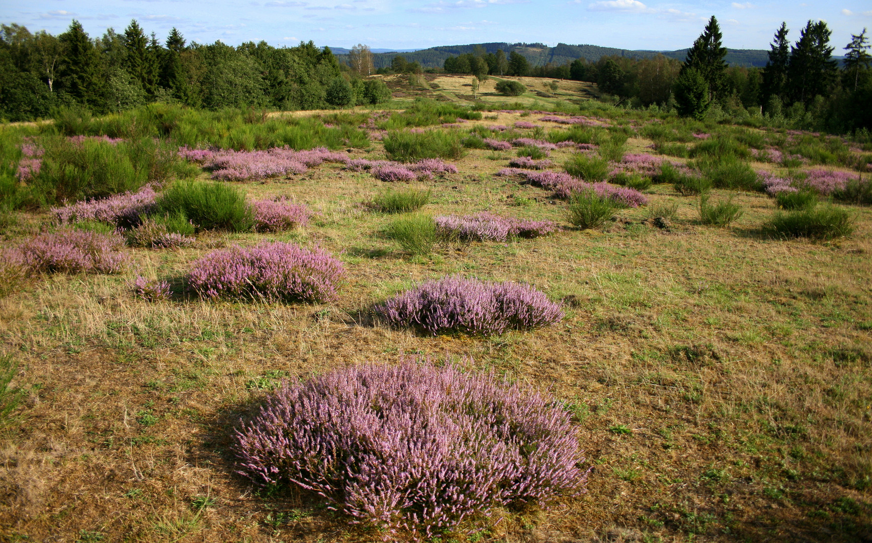 Die Heide blüht!