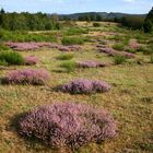 Die Heide blüht!