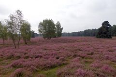 Die Heide blüht