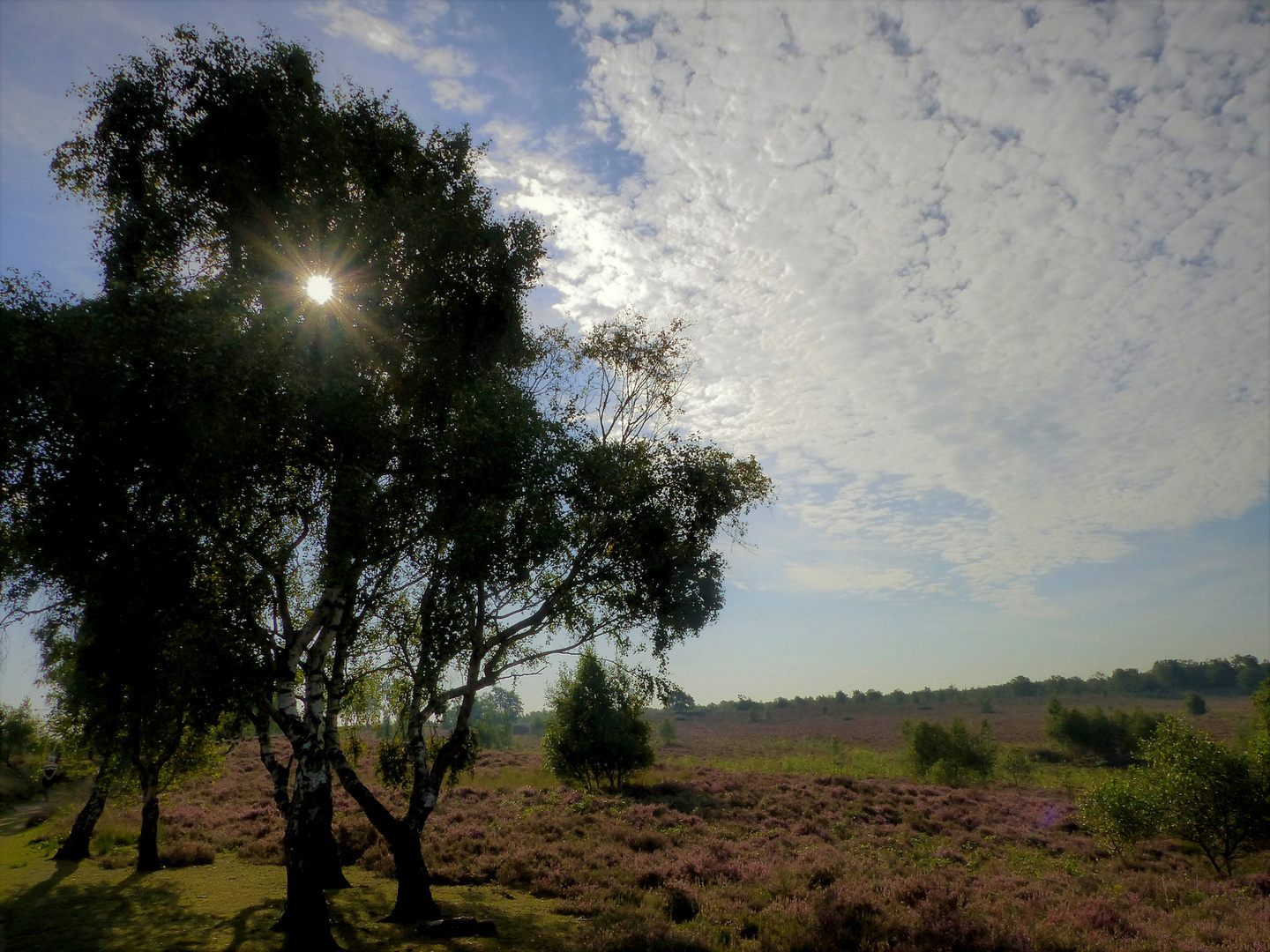 Die Heide blüht  