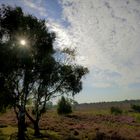 Die Heide blüht  