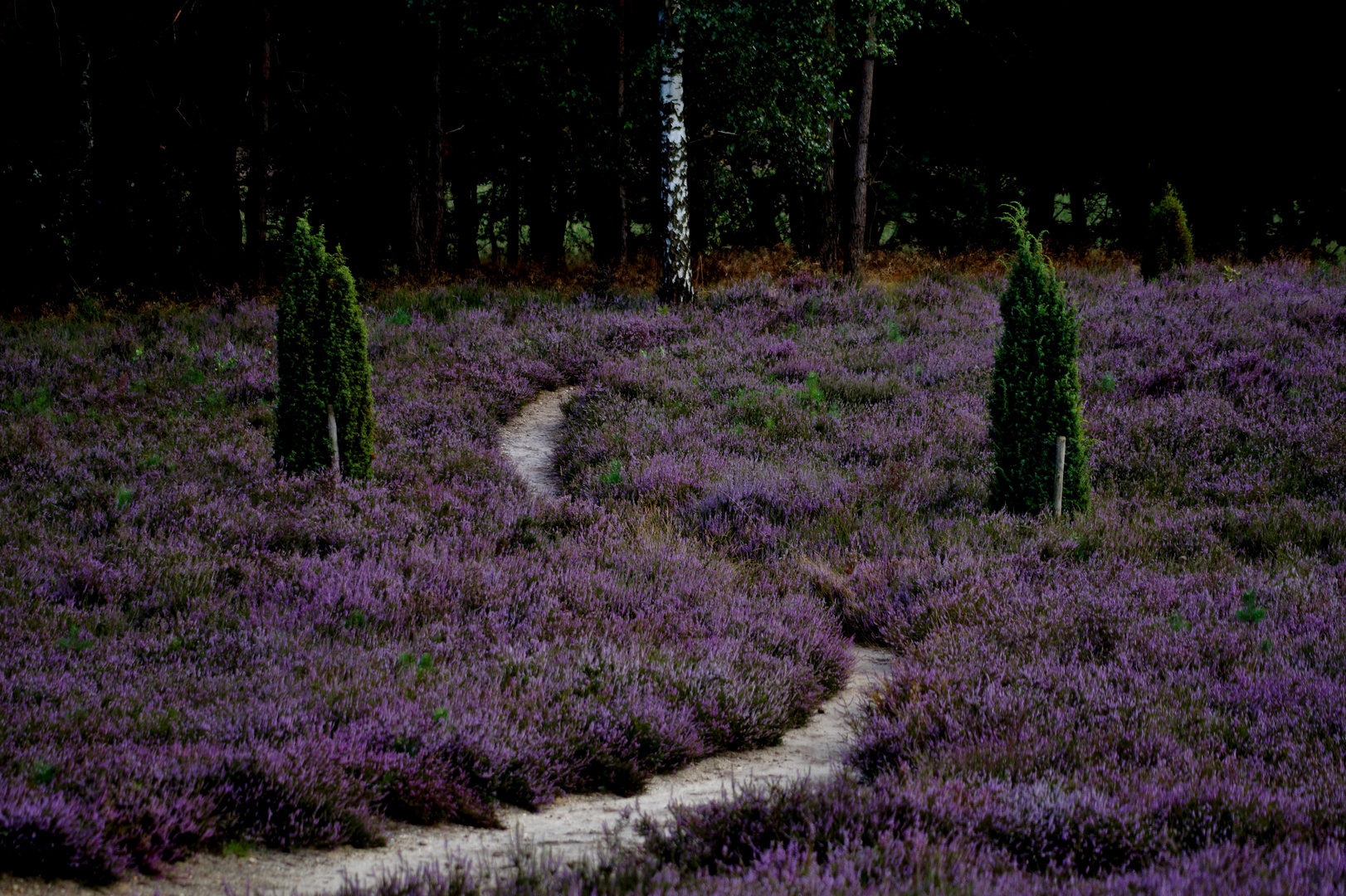 Die Heide blüht