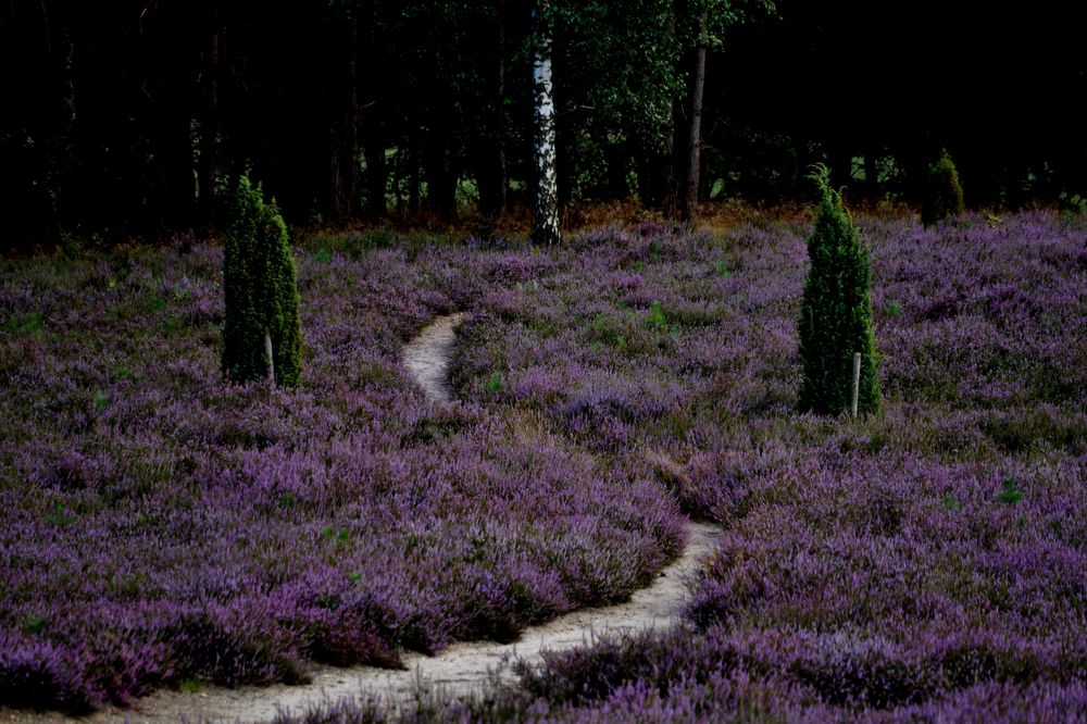 Die Heide blüht