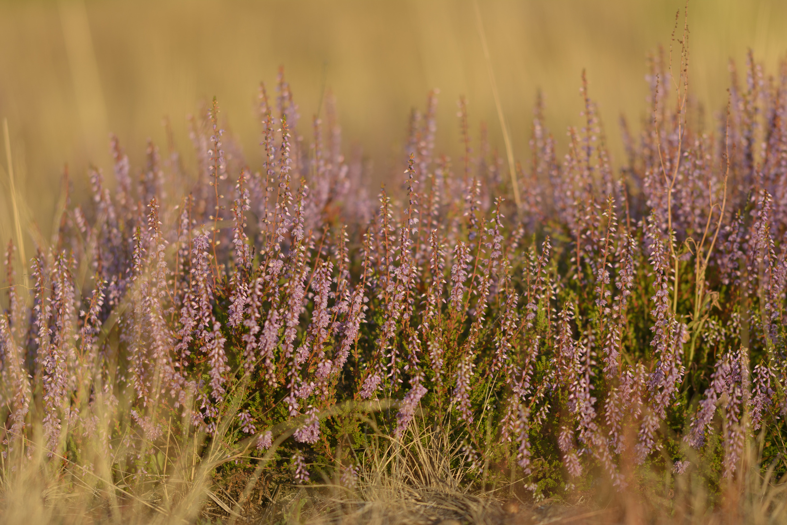 Die Heide blüht