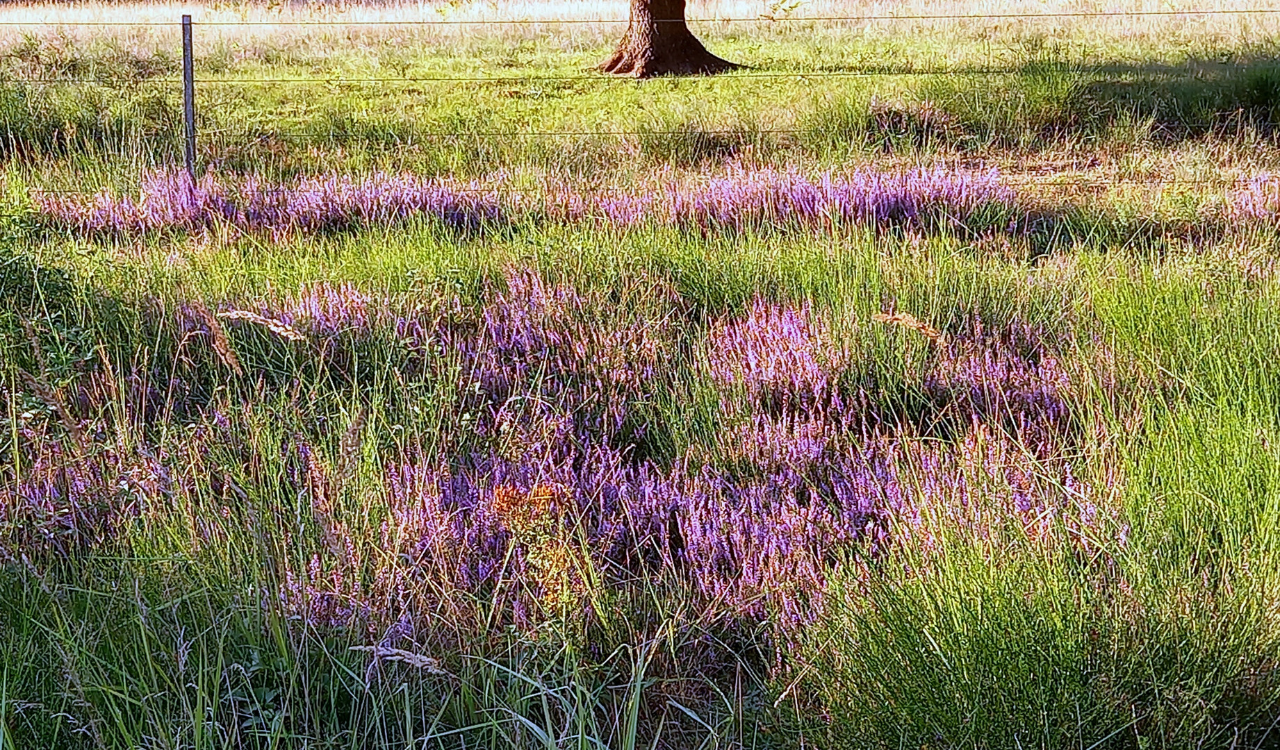 die Heide blüht