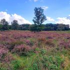 die Heide blüht