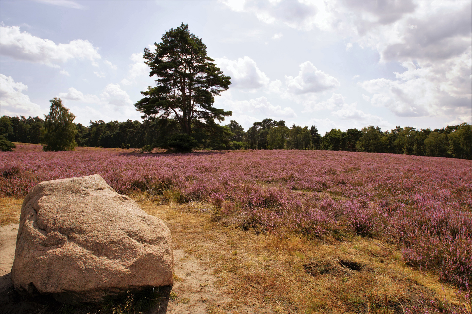 Die Heide blüht.