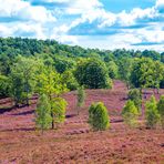 Die Heide blüht