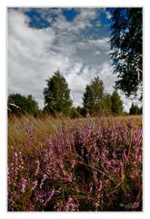 Die Heide blüht