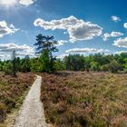 Die Heide blüht