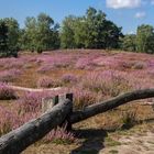 Die Heide blüht