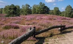 Die Heide blüht