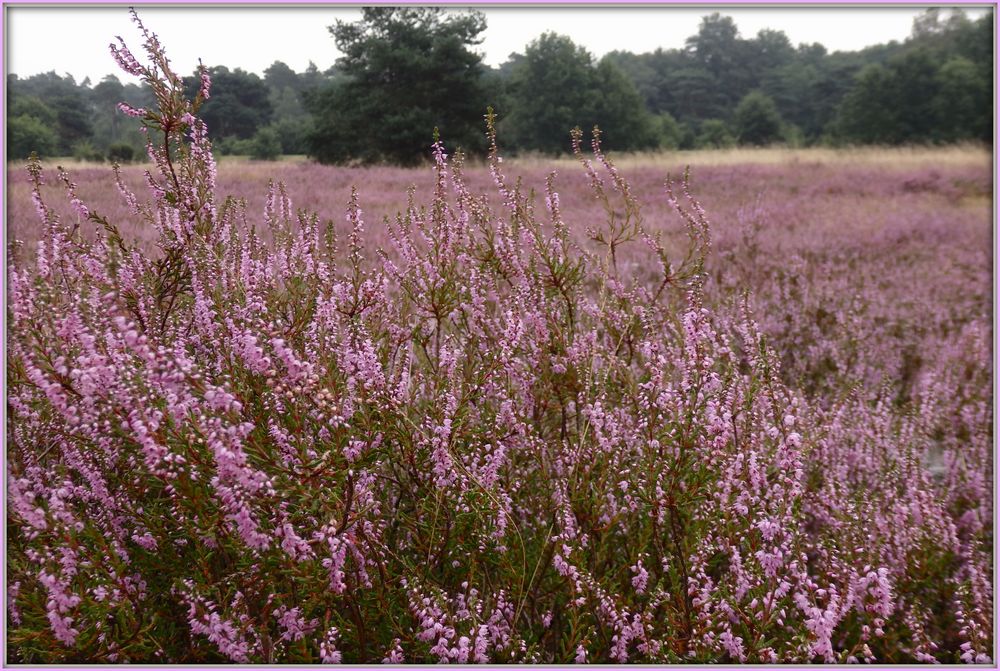 Die Heide blüht