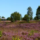 Die Heide blüht!