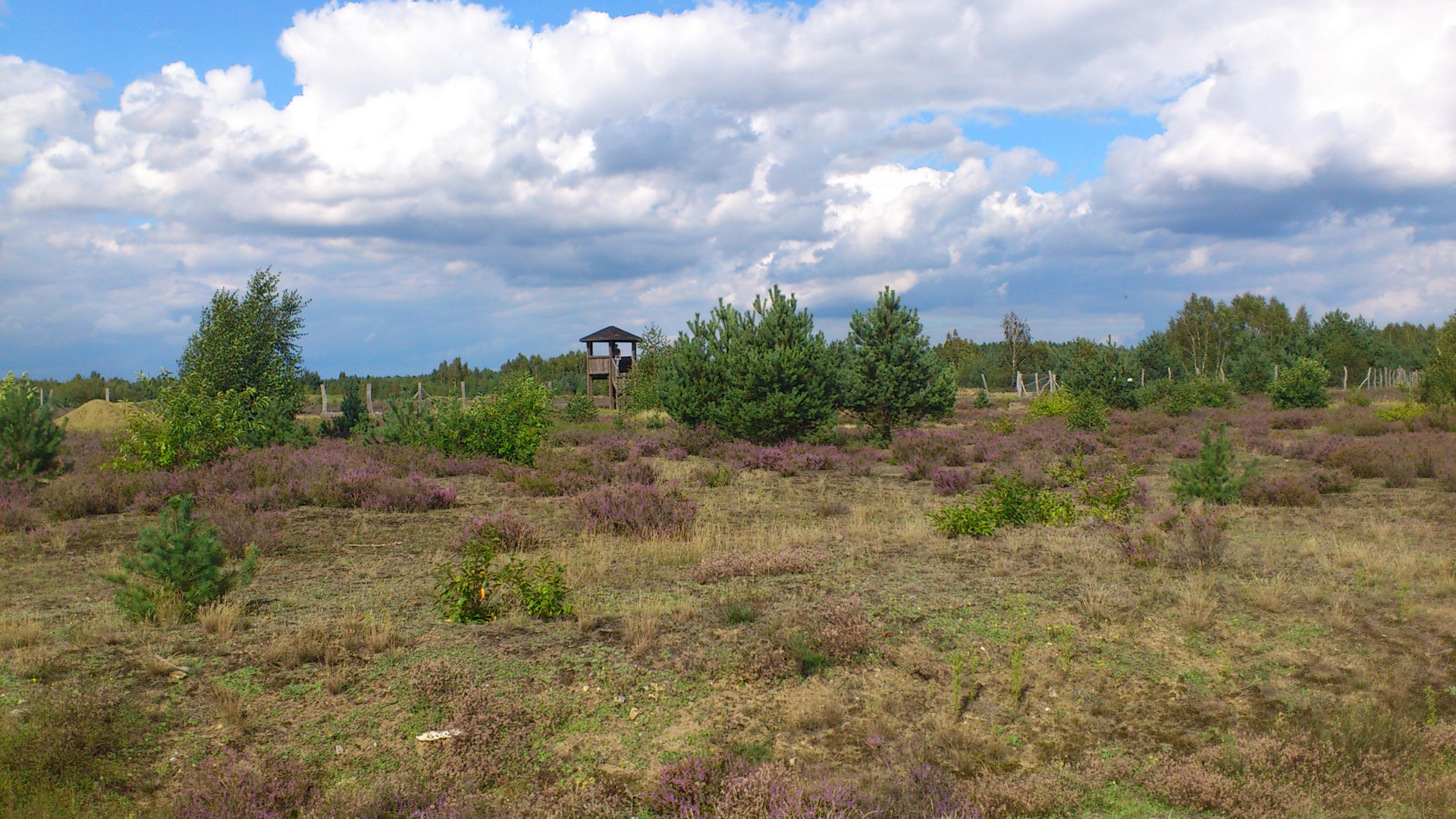 Die Heide blüht in Berlin (Stadtrand)