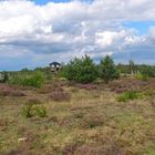 Die Heide blüht in Berlin (Stadtrand)