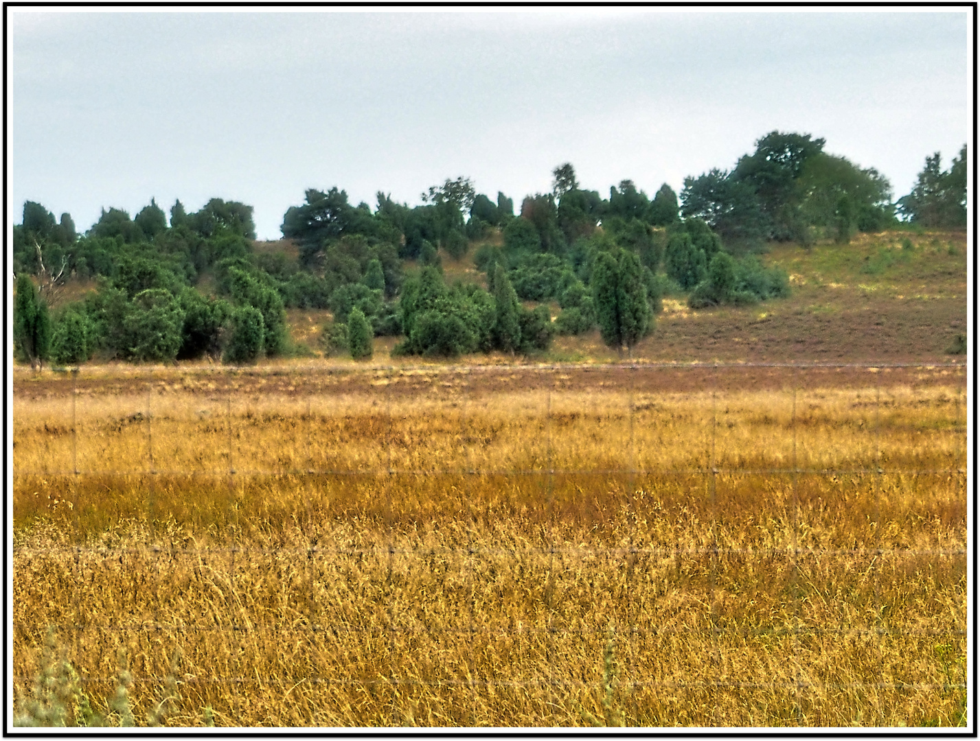 Die Heide blüht noch nicht