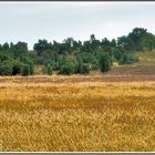 Die Heide blüht noch nicht